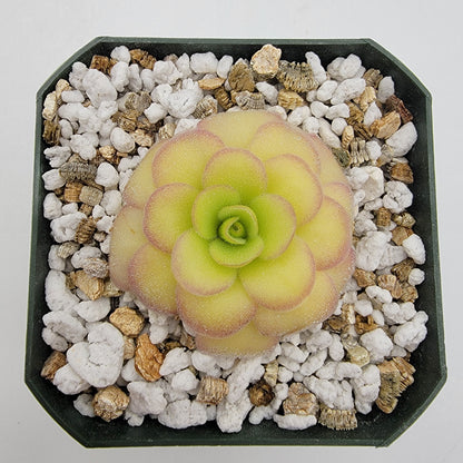 Pinguicula agnata 'El Lobo' x 'Huahuapan' - Live Carnivorous Butterwort Plant – Butterworts