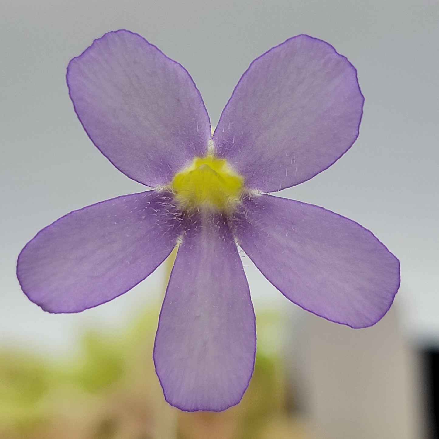 Butterwort Gigantea 'Red Winter Flush' - Live Carnivorous Plant – Live Plants