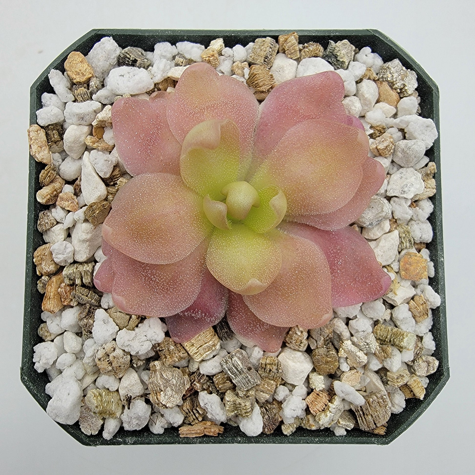 Pinguicula 'Marciano' – Hybrid Pink & Red-Violet Butterwort – Butterworts