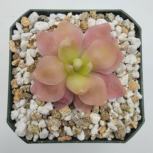 Pinguicula 'Marciano' – Hybrid Pink & Red-Violet Butterwort – Butterworts