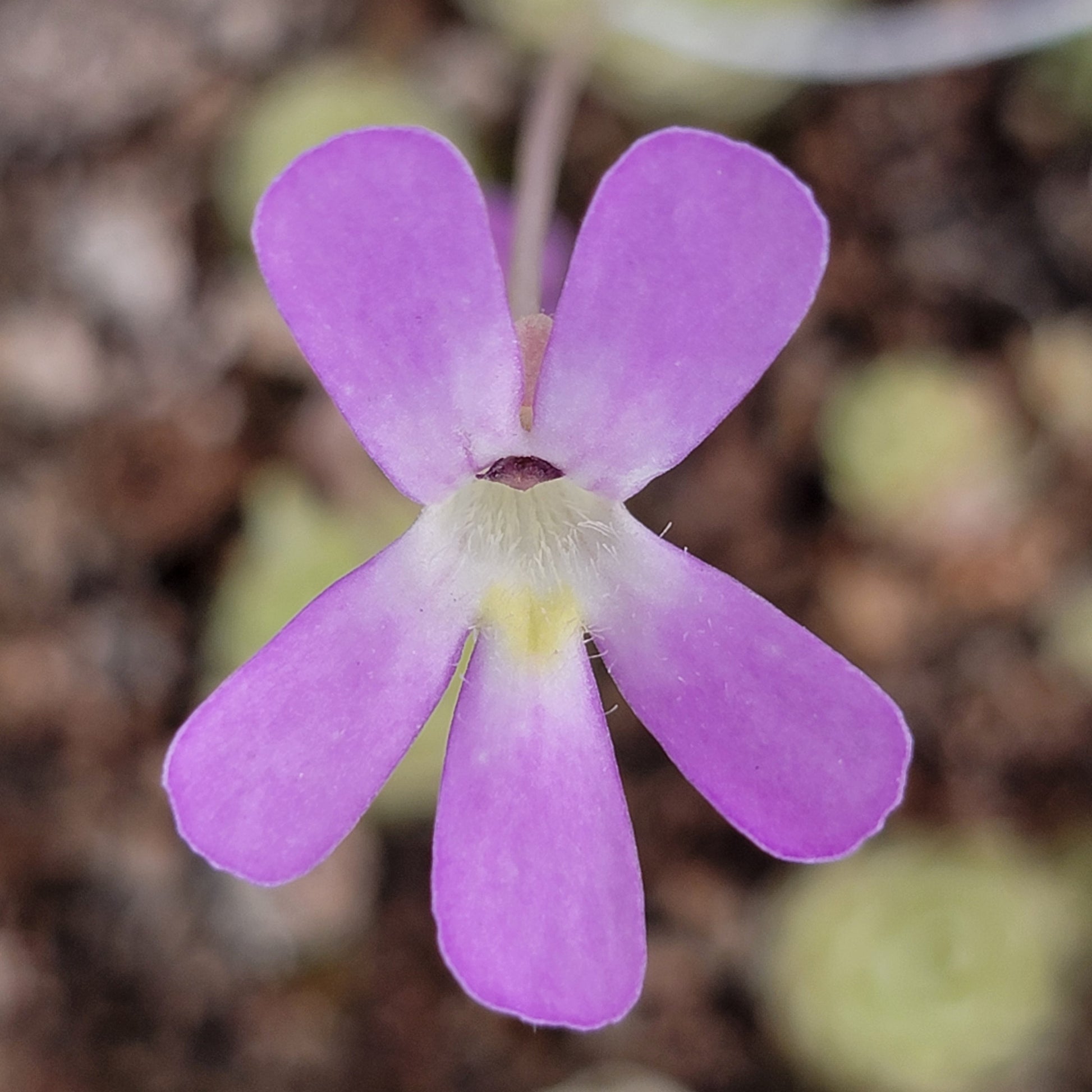 Pinguicula esseriana – Rare Mexican Carnivorous Butterwort | Live Plant – Butterworts