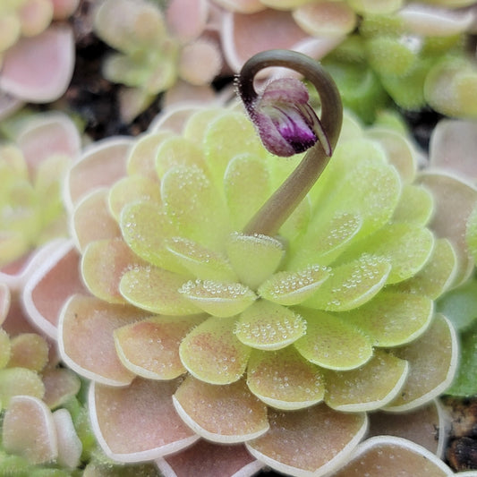 Pinguicula ehlersiae 'Victoria' – Rare Mexican Carnivorous Butterwort | Live Plant – Butterworts
