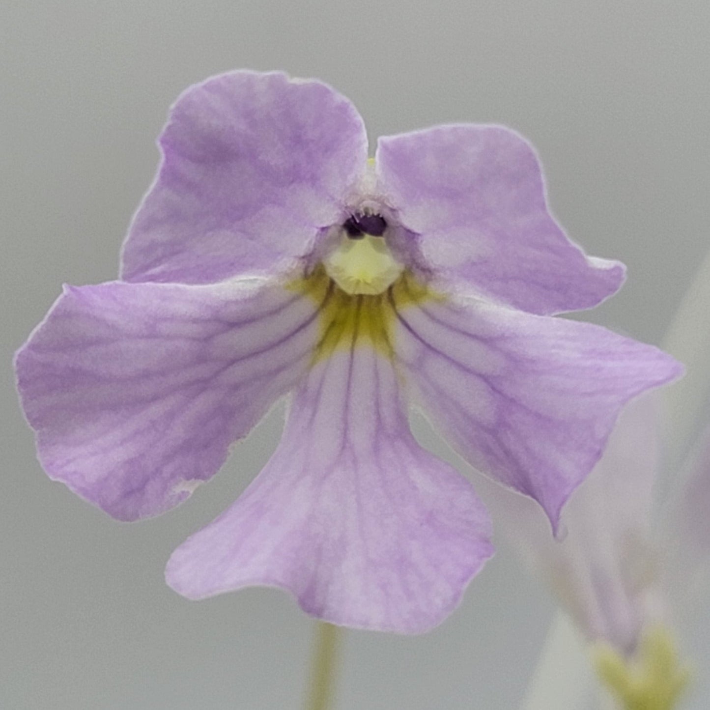 Pinguicula mirandae x (laueana CP2 x emarginata) – Rare Carnivorous Butterwort Hybrid | Live Plant