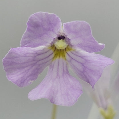 Pinguicula mirandae x (laueana CP2 x emarginata) – Rare Carnivorous Butterwort Hybrid | Live Plant
