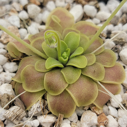 Pinguicula mirandae x (laueana CP2 x emarginata) – Rare Carnivorous Butterwort Hybrid | Live Plant