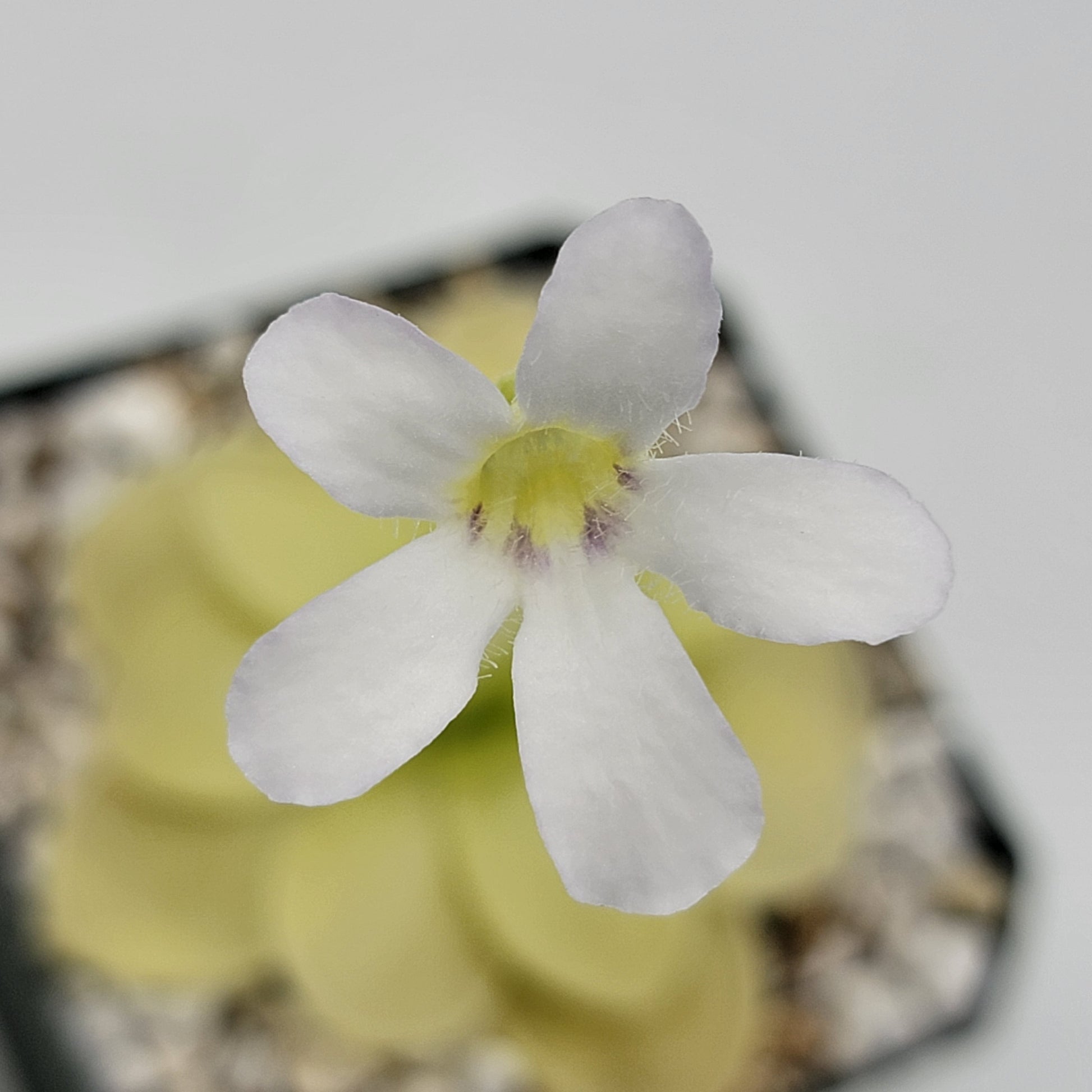 Pinguicula ibarrae {Tlanchinol, Mex} – Butterworts