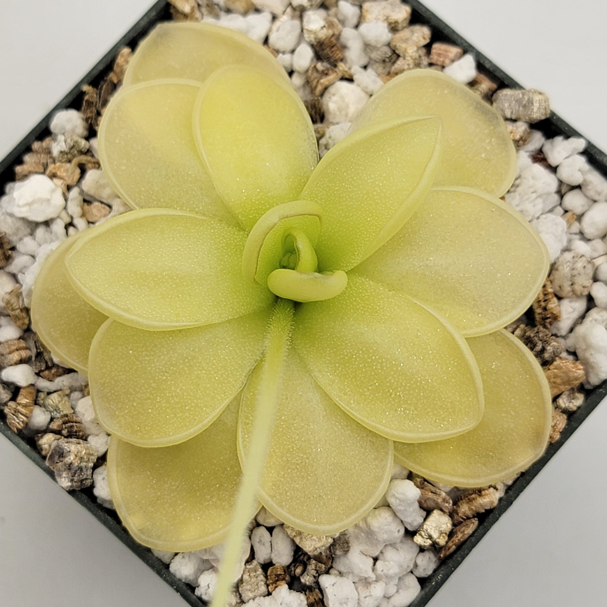 Pinguicula ibarrae {Tlanchinol, Mex} – Butterworts