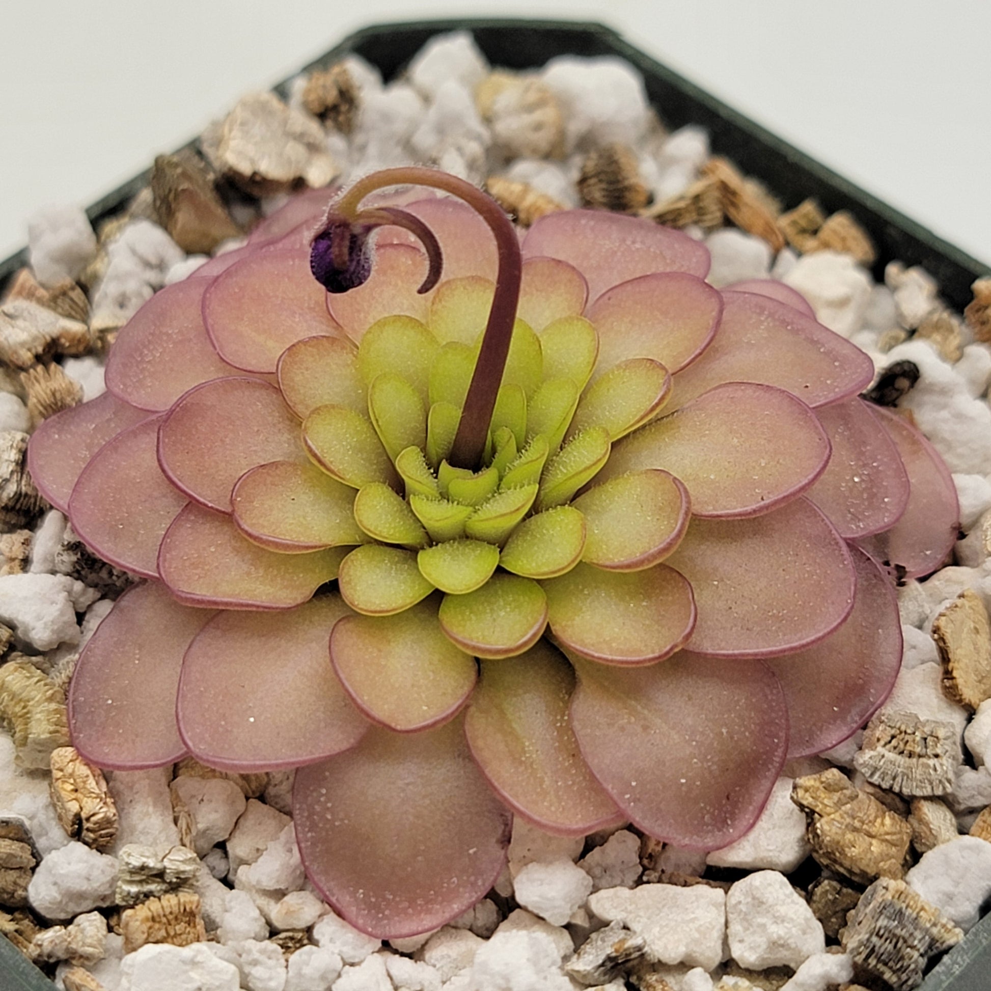 Pinguicula emarginata x hemiepiphytica – Rare Hybrid Carnivorous Butte –  Moon Water Apothecary