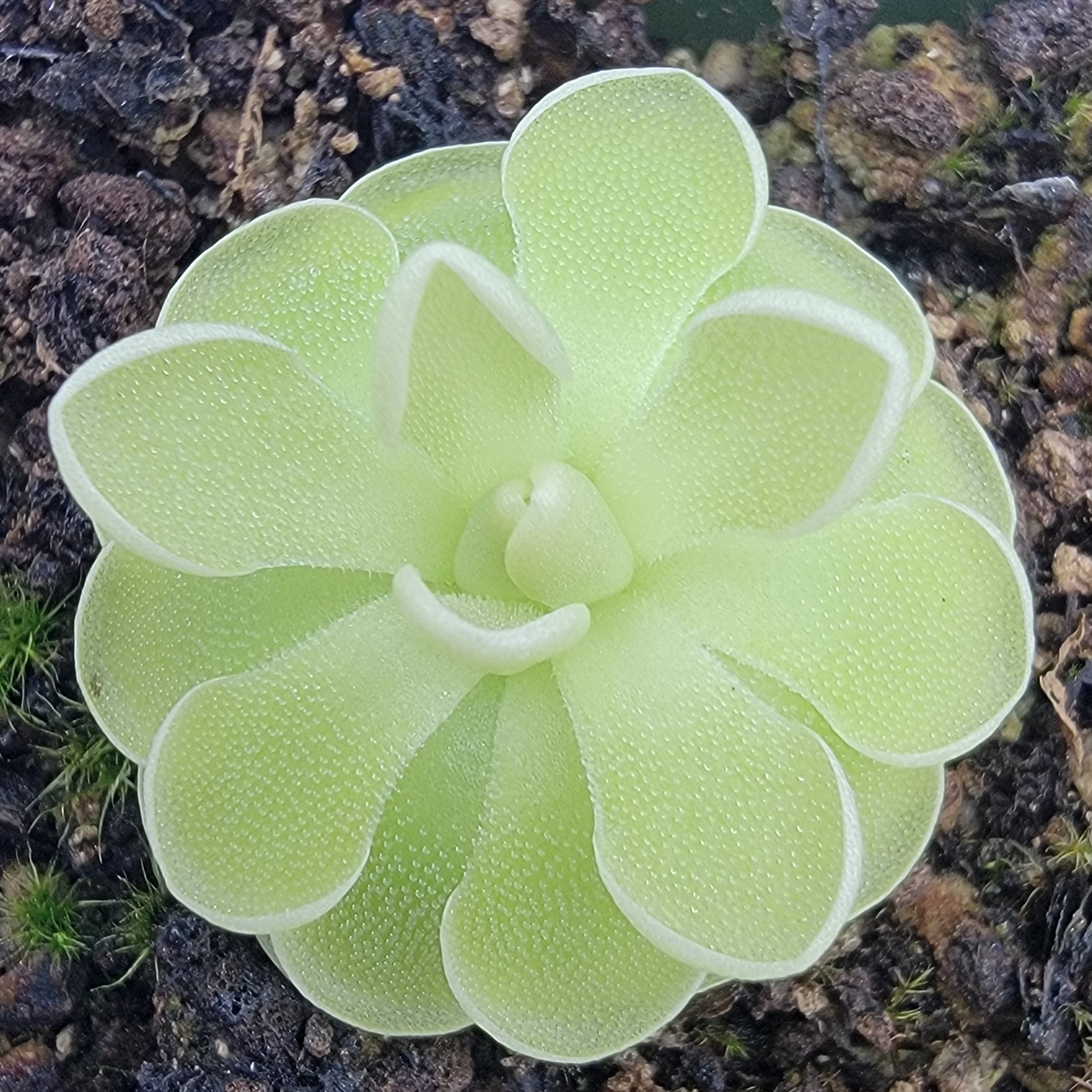 Pinguicula ehlersiae (White Flower) – Rare Mexican Carnivorous Butterwort | Live Plant – Butterworts