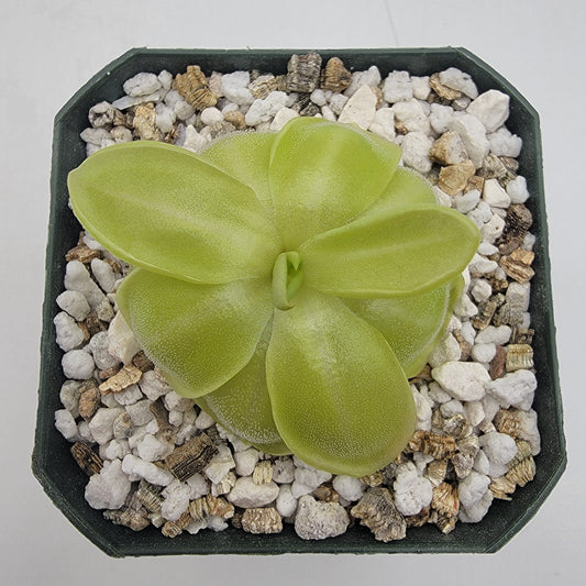 Pinguicula moranensis var. neovolcanica – Carnivorous Butterwort – Butterworts