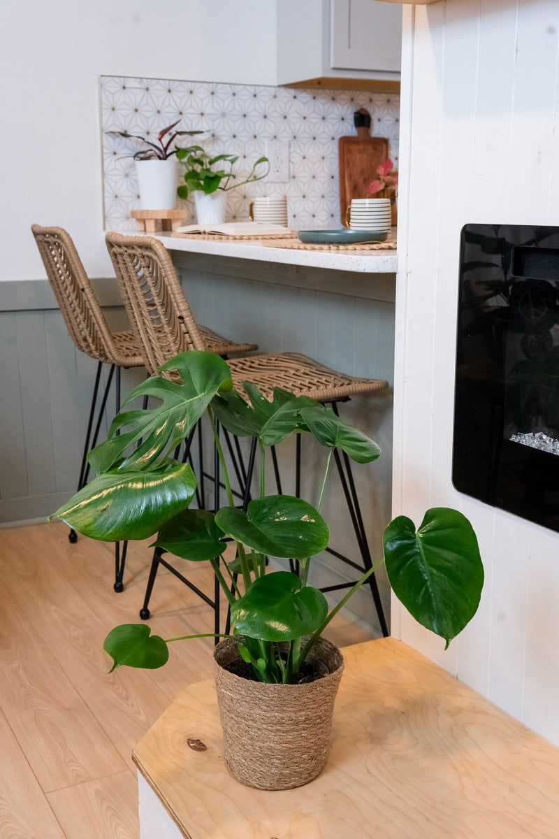 Mysteria® Deliciosa | Swiss Cheese Plant | Monstera Deliciosa