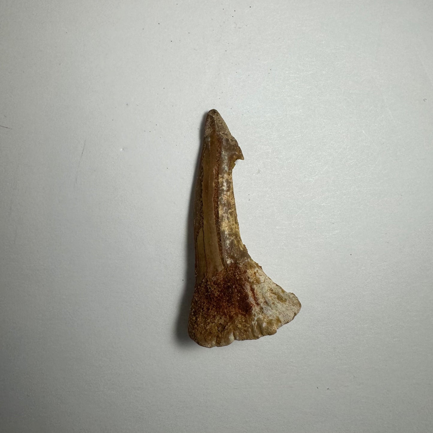 Onchopristis Barb/Tooth (SM) from Morocco