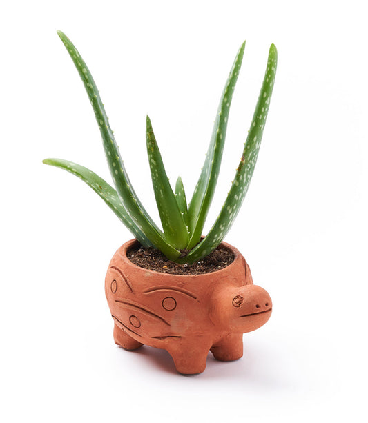 Rakshana Turtle Plant Pot - Terracotta – Garden