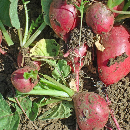 Radish Seeds, Cherry Belle (Organic) – Vegetable Seeds