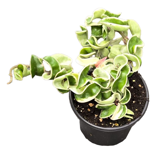 Hoya Hindu Rope Variegated 4 inch Grower Pot –