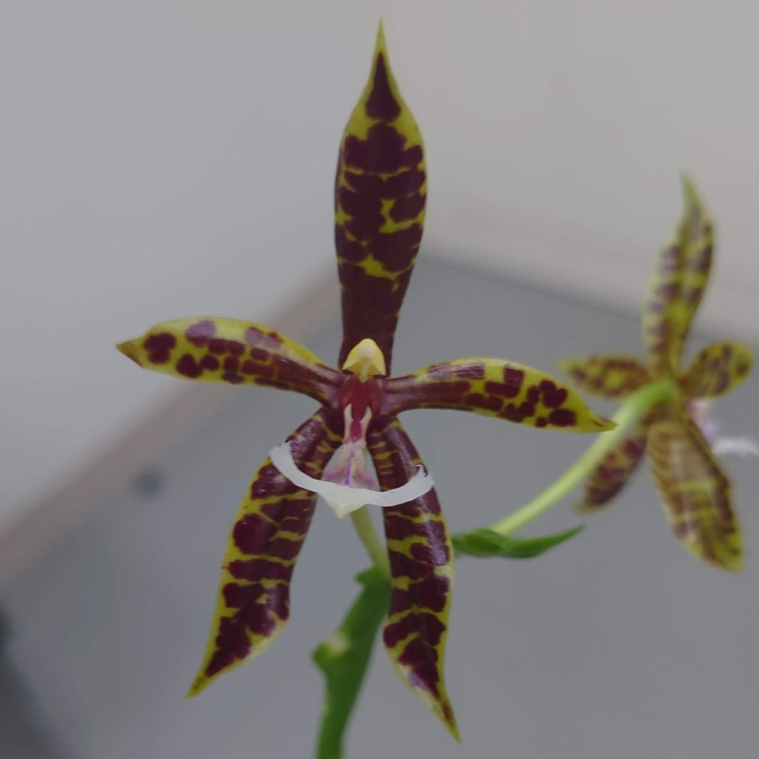 Phalaenopsis pantherina "Chiba" x self – Rare Species Orchid | Live Plant