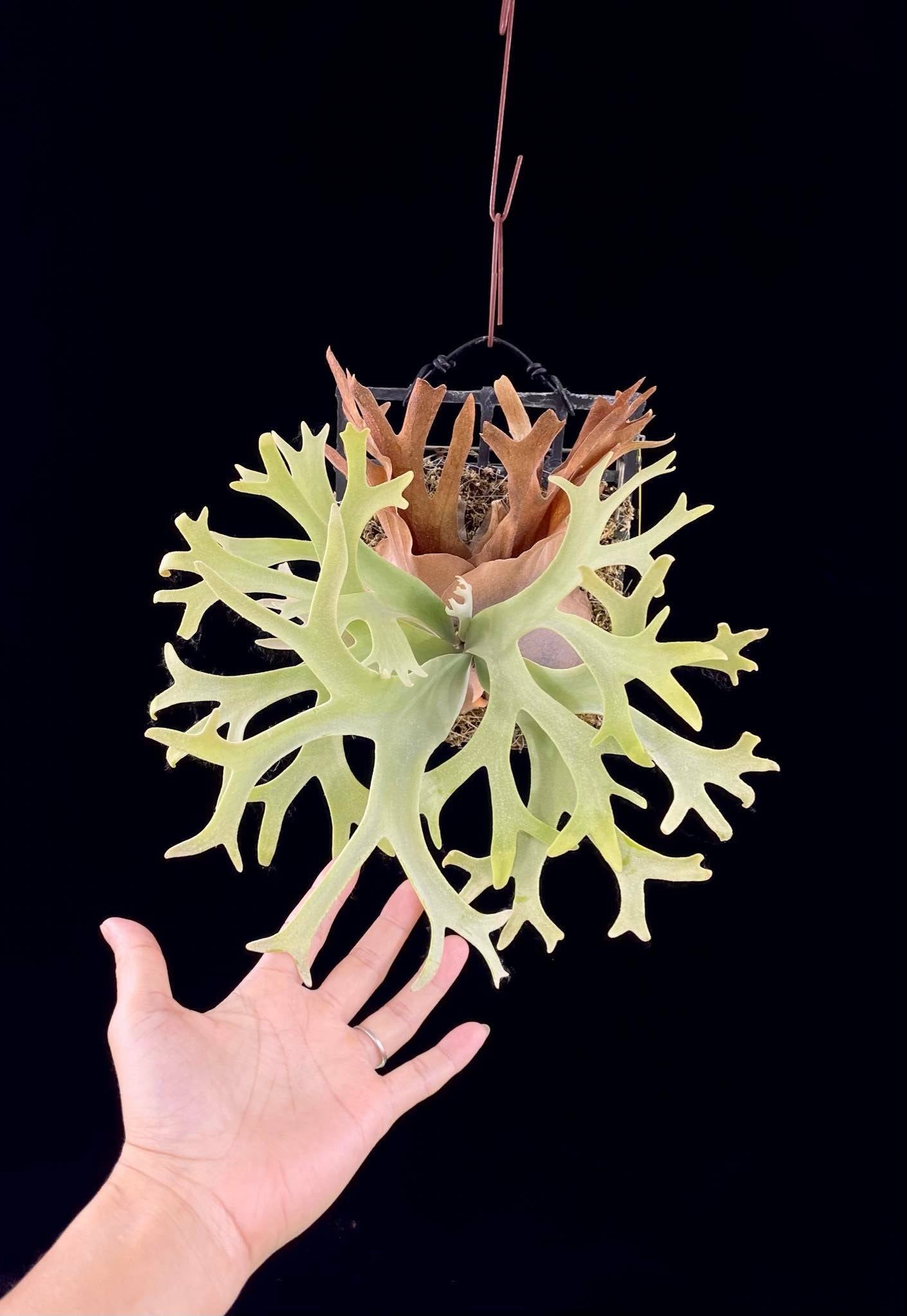 Platycerium Willinckii Lucky Girl spore ‘Dwarf Select’