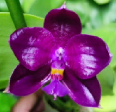 Phalaenopsis ‘Dark King’ Hybrid – (Yaphon Super Jaguar x Zheng Min Etching) x (Yaphon Super Jaguar x Samera) | Rare Orchid