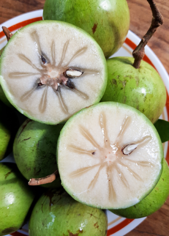 Green Caimito (Chrysophyllum cainito)