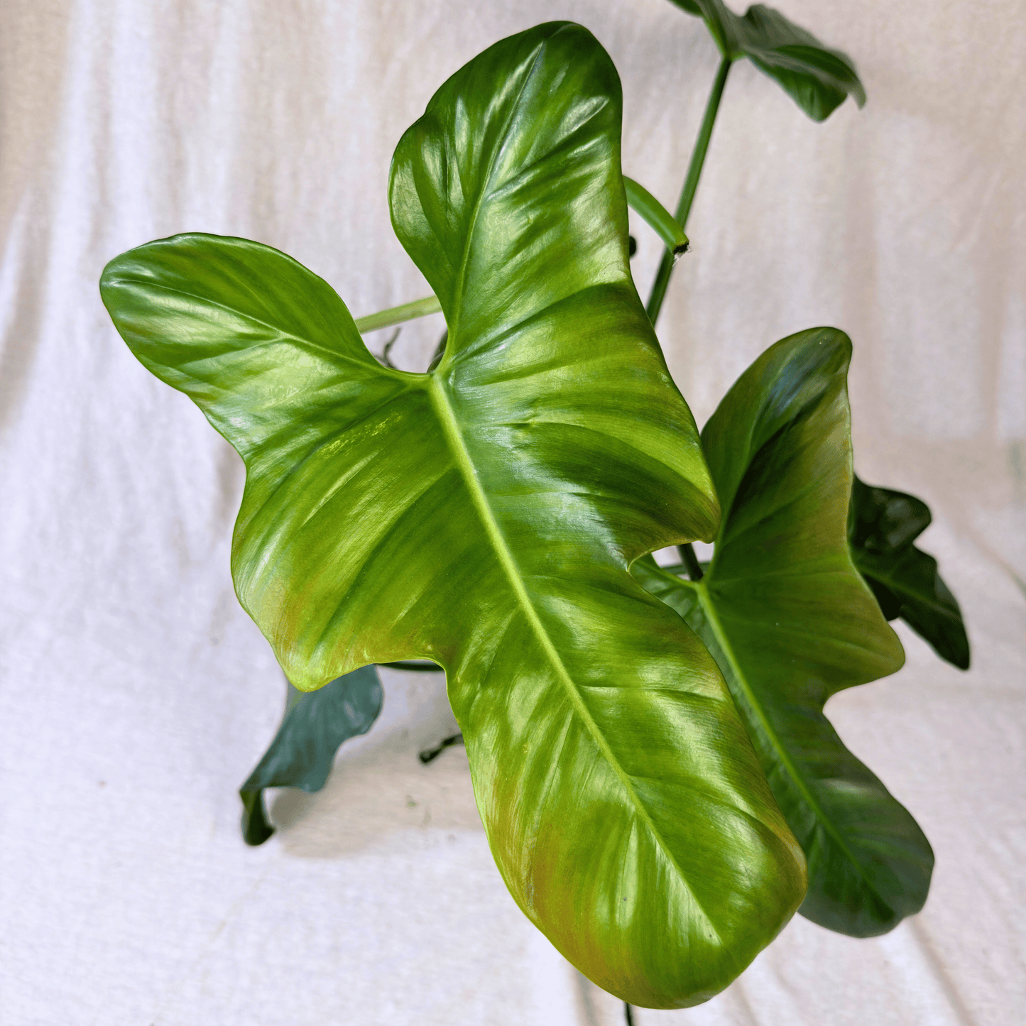 Philodendron bipennifolium 'Violin'