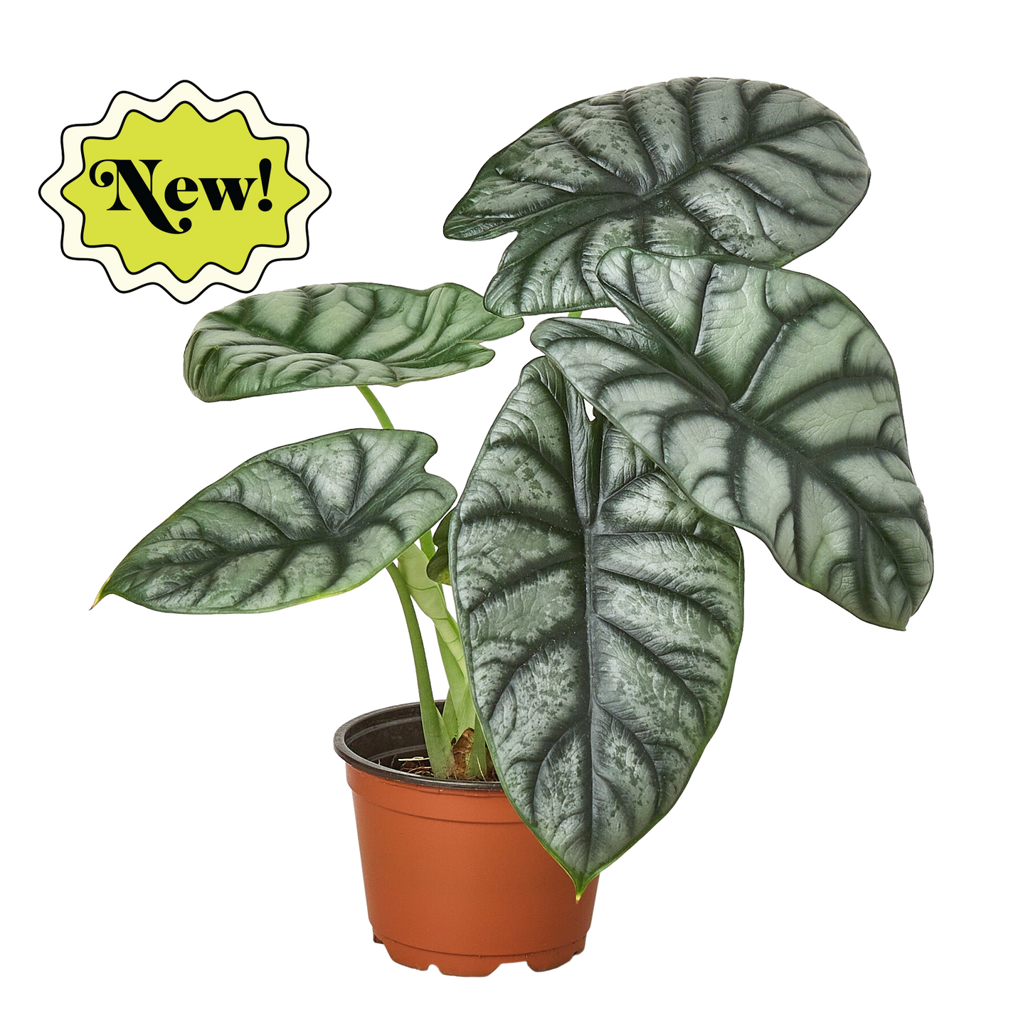 Alocasia Silver Dragon | Alocasia baginda Live Plant