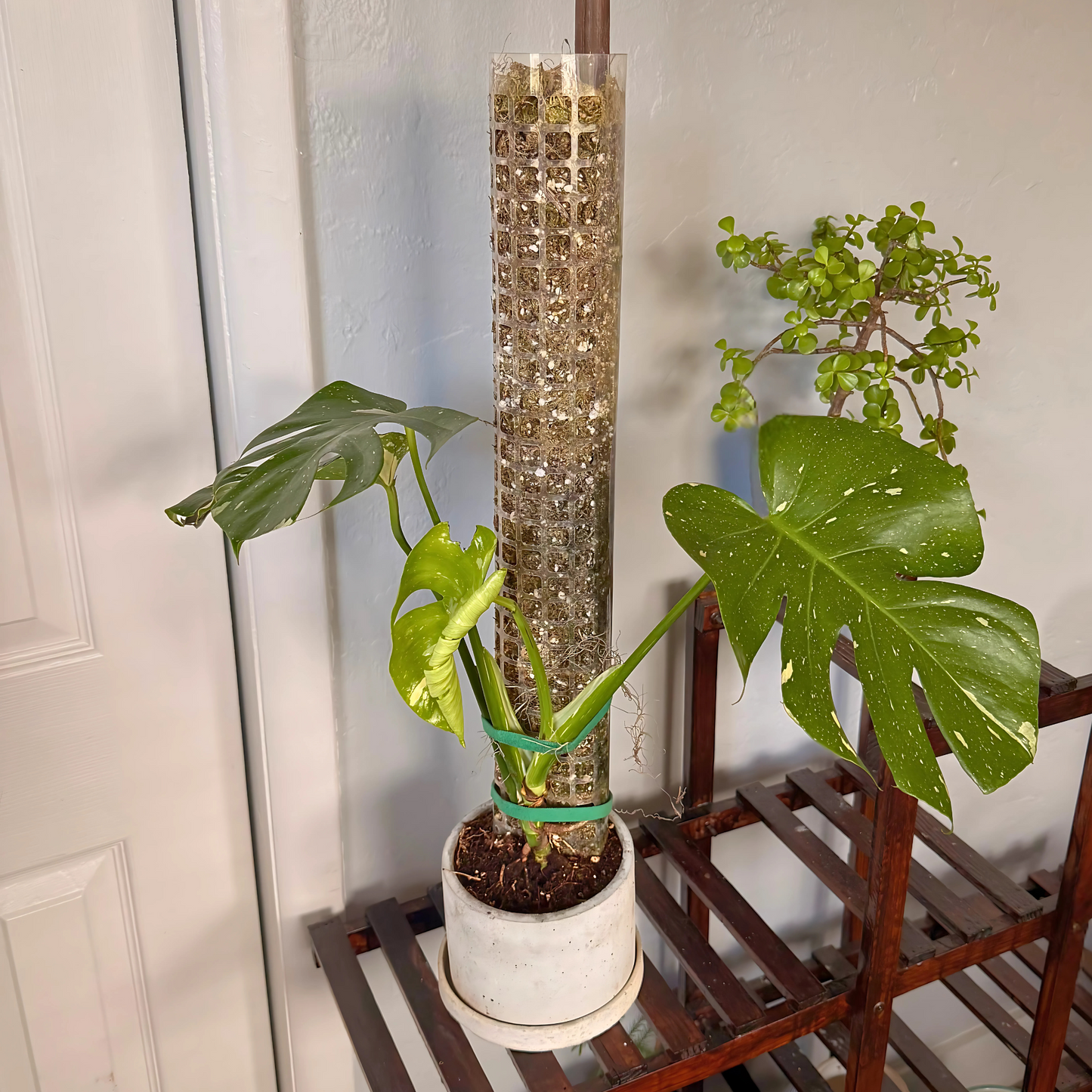 Monstera Thai Constellation – Rare Variegated Statement Plant in Charlie Pot with Grow Pole – Potted Houseplant