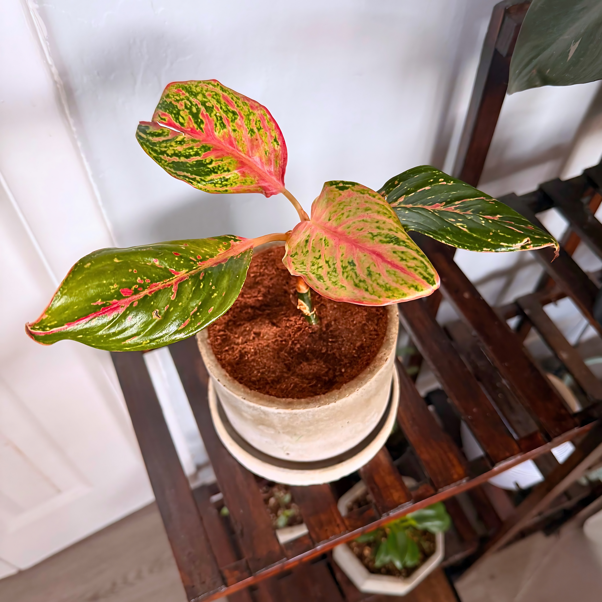 Aglaonema Sparkling Sarah – Colorful Speckled Pink & Green Plant in Charlie Pot Original 6" Soft Gray – Potted Houseplant
