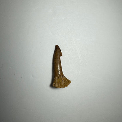 Onchopristis Barb/Tooth (SM) from Morocco