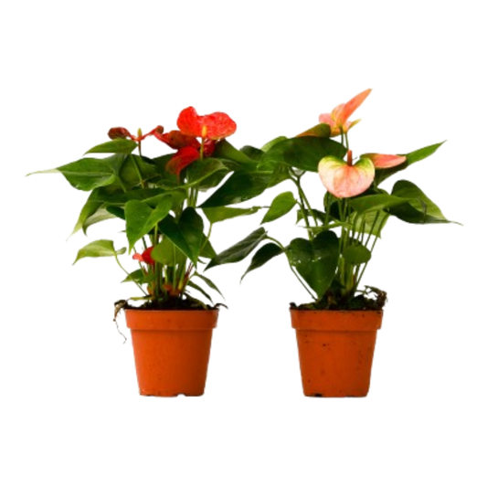 2 Anthurium Variety Pack – 4" Pots | Live Tropical Houseplants – 4" Pot 4" Plant (2pk/$3.5) ($10 Ship/31oz)