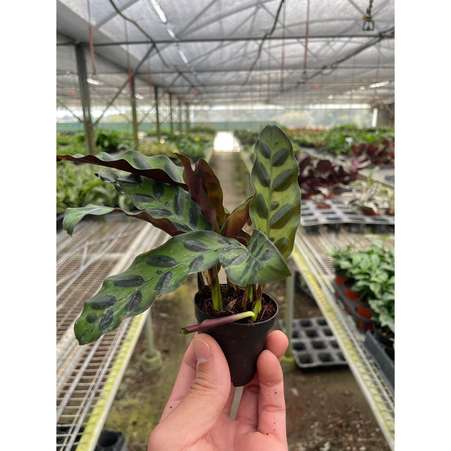 Calathea Lancifolia 'Rattlesnake' – 2" Pot Nursery Pot Indoor Plants