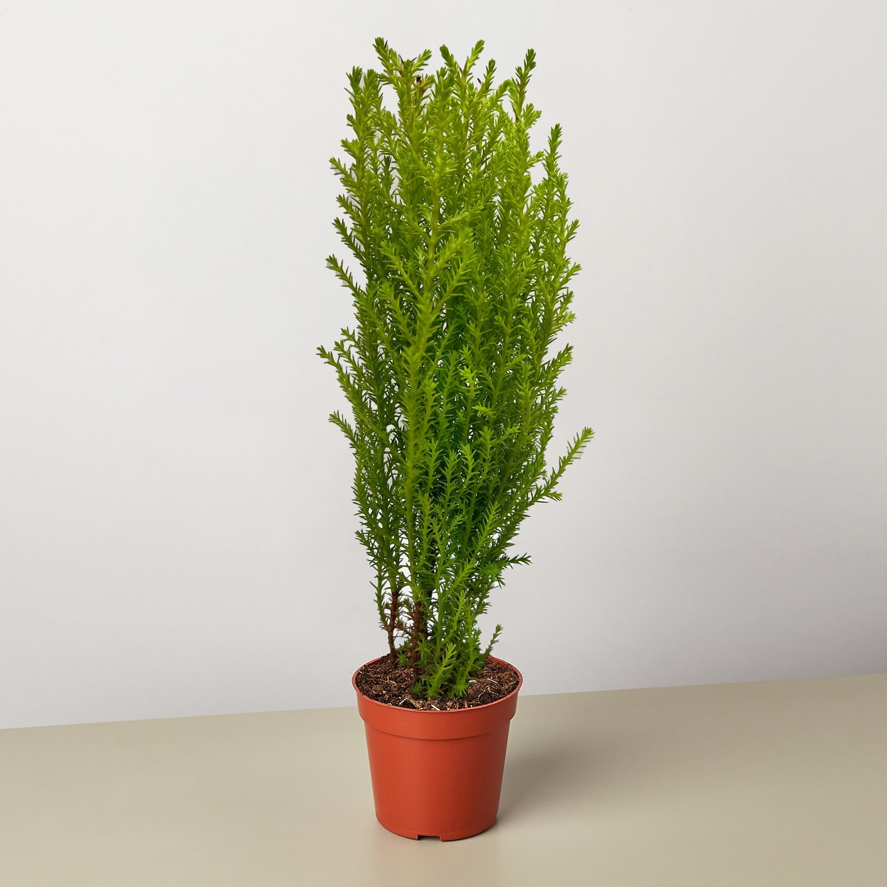 Cypress Lemon – 3" Pot Indoor Plants