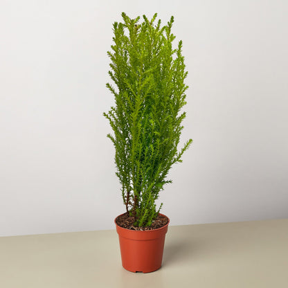 Cypress Lemon – 3" Pot Indoor Plants