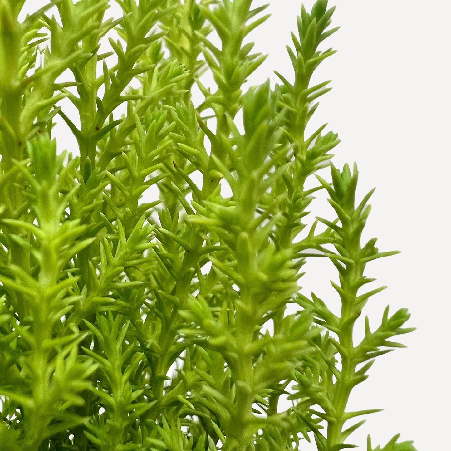 Cypress Lemon – Indoor Plants