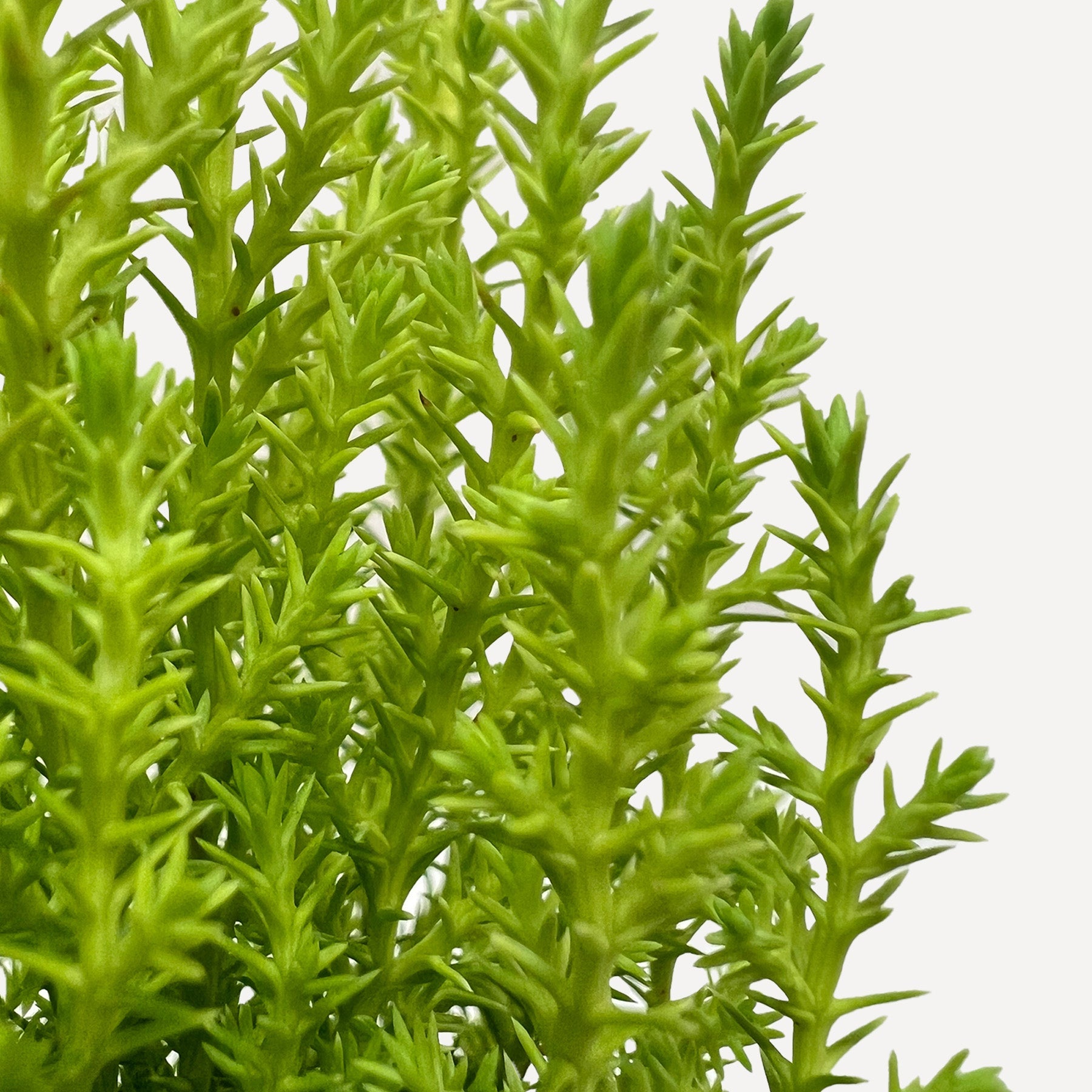 Cypress Lemon – Indoor Plants