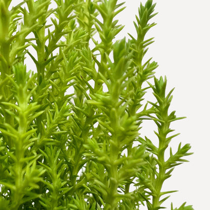 Cypress Lemon – Indoor Plants