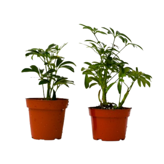 2 Different Schefflera Plants Variety Pack - 4" Pot – 4" Plant (2pk/$2) ($10 Ship/31oz)