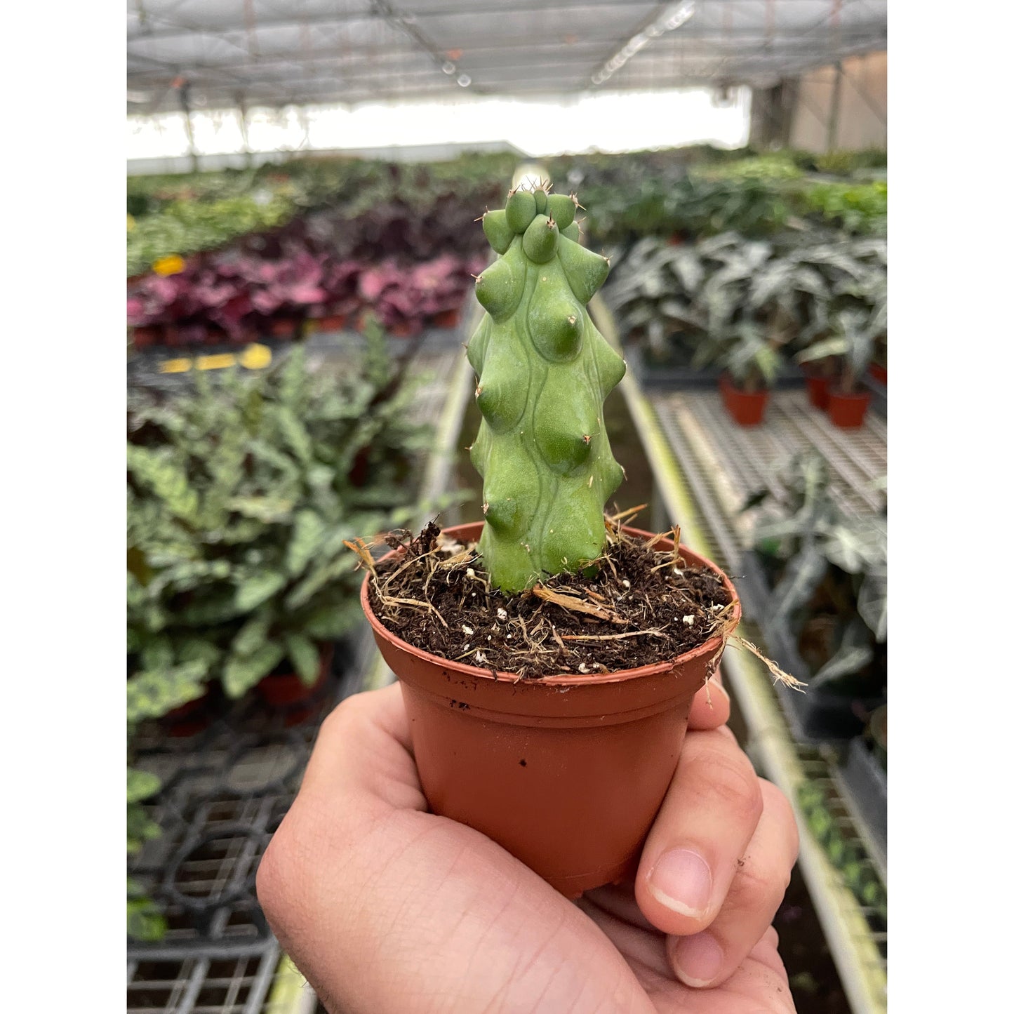 Boobie Cactus – 3" Pots Indoor Plants