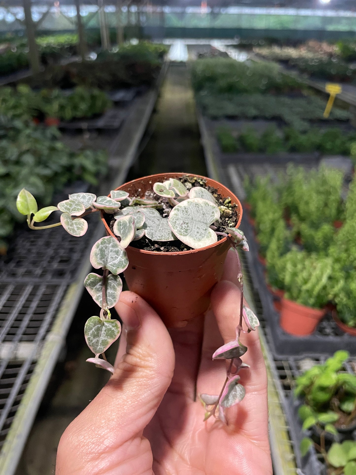 String of Hearts Variegated – 2" Pot