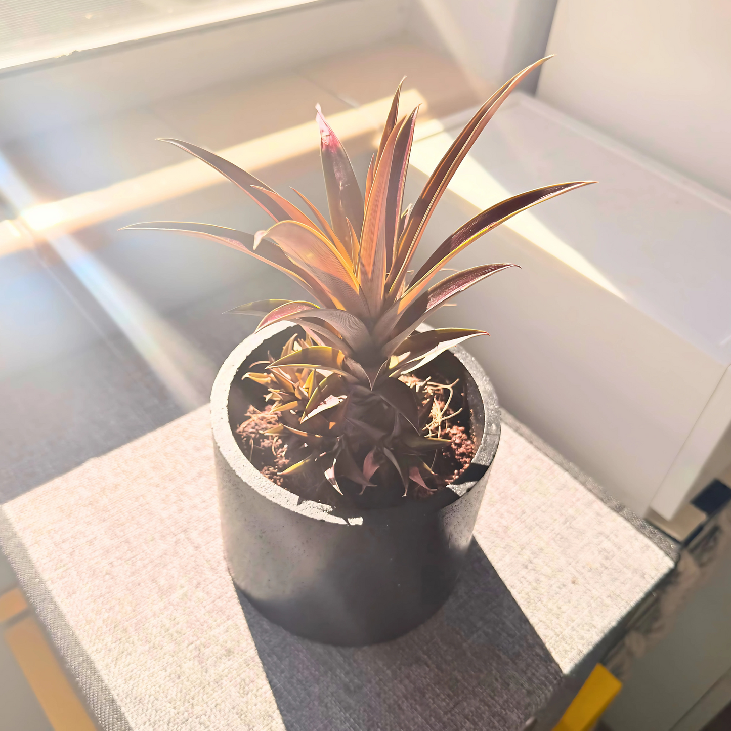 Cryptanthus Earth Star – Bronze-Red Foliage in Charlie Pot Original 6" Black