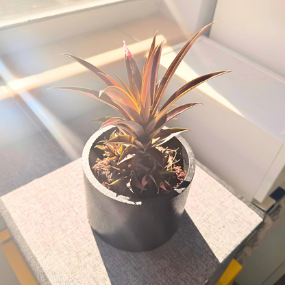 Cryptanthus Earth Star – Bronze-Red Foliage in Charlie Pot Original 6" Black