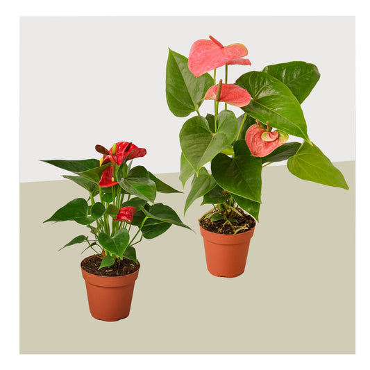 2 Anthurium Variety Pack- All Different Colors - 4" Pots – 4" Pot 4" Plant (2pk/$3.5) ($10 Ship/31oz)