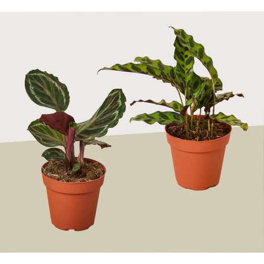 2 Calathea Plant Variety Pack - 4" Pots - Live Houseplant – 4" Pot 4" Plant (2pk/$3.5) ($10 Ship/31oz)
