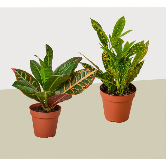 2 Croton Variety Pack / 4" Pot / Live Plant / House Plant – 4" Pot 4" Plant (2pk/$2) ($10 Ship/31oz)