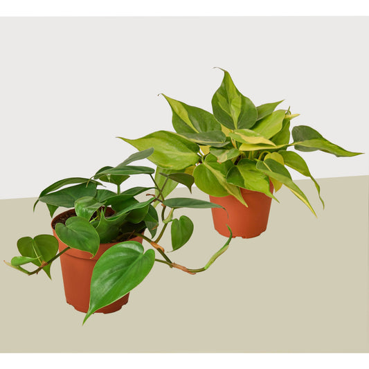 2 Philodendron Variety Pack - 4" Pot – 4" Pot 4" Plant (2pk/$2) ($10 Ship/31oz)
