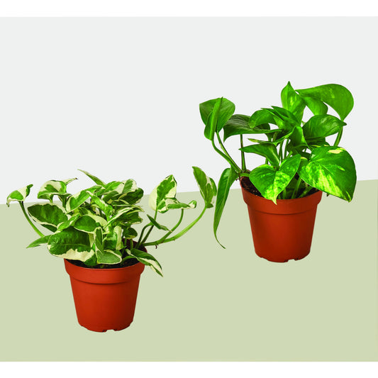 2 Pothos Variety Pack / 4" Pot / Live Plant / Home and Garden Plants – 4" Pot 4" Plant (2pk/$2) ($10 Ship/31oz)