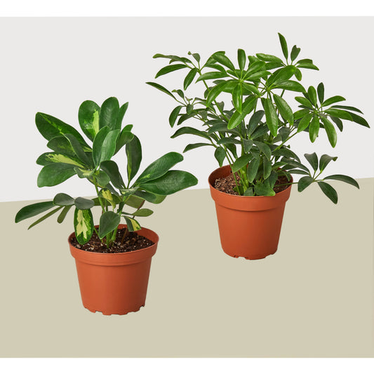 2 Different Schefflera Plants Variety Pack- Live House Plant - FREE Care Guide – 4" Plant (2pk/$2) ($10 Ship/31oz)