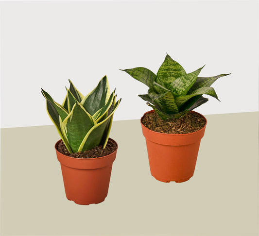 2 Snake Plant Variety (Sansevieria) / 4" Pot / Live Plant – 4" Pot 4" Plant (2pk/$2) ($10 Ship/31oz)
