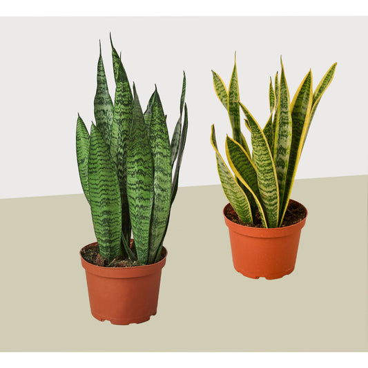 2 Snake (Sansevieria) Plant Variety Pack/ 6" Pot / 12" - 18" Tall – 6" Pot 6" Plant (2pk/$4.5) ($15 Ship/63oz)