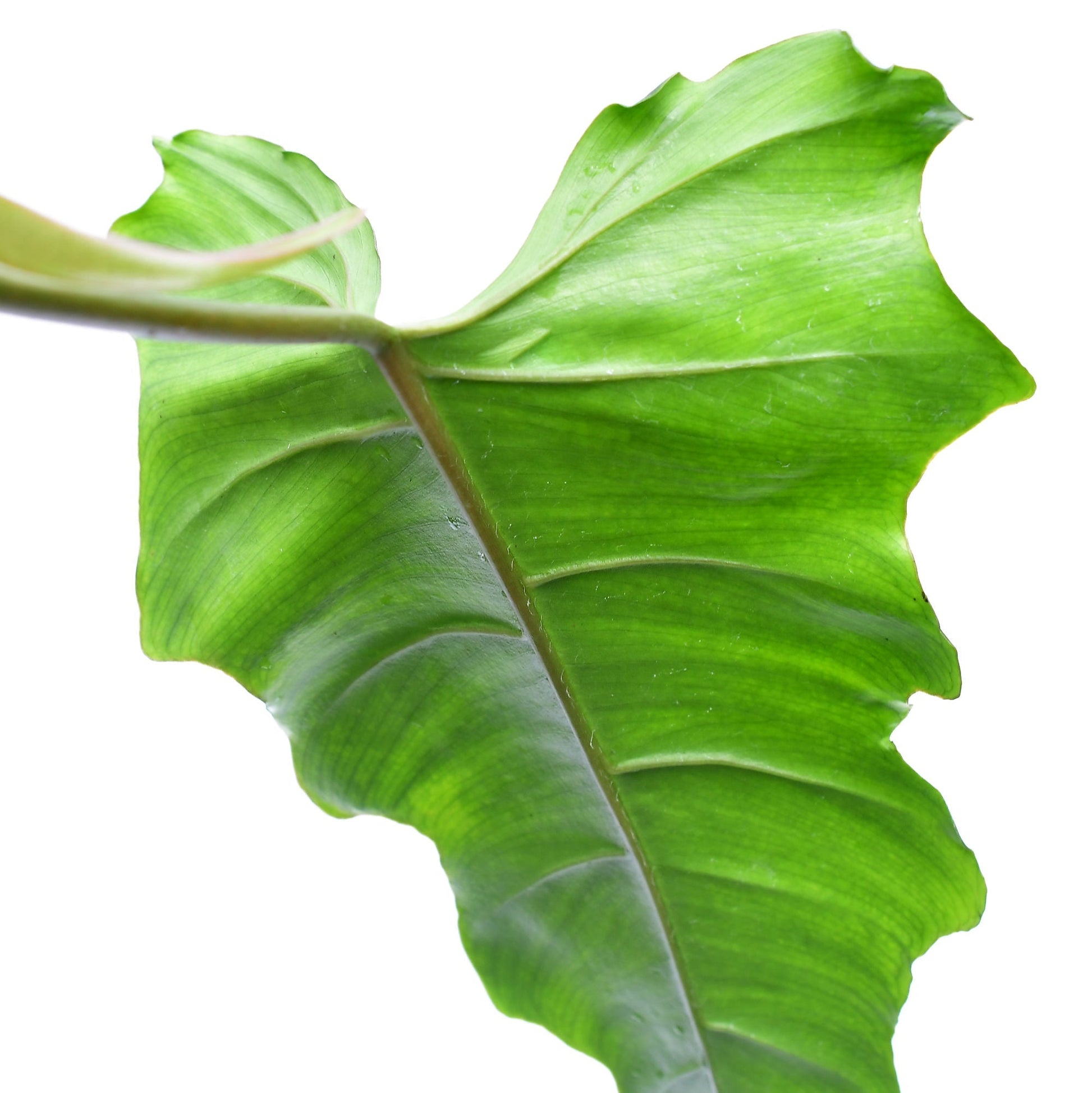 Philodendron Pinnatilobum x Tortum - Rare Hybrid – Aroids