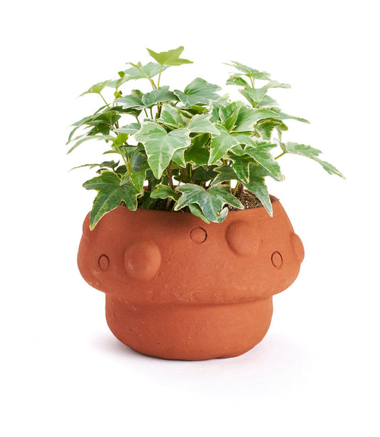 Rakshana Mushroom Plant Pot - Terracotta – Garden